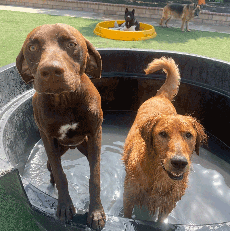Two dogs in metal tub Better K9 Pet Resort 
