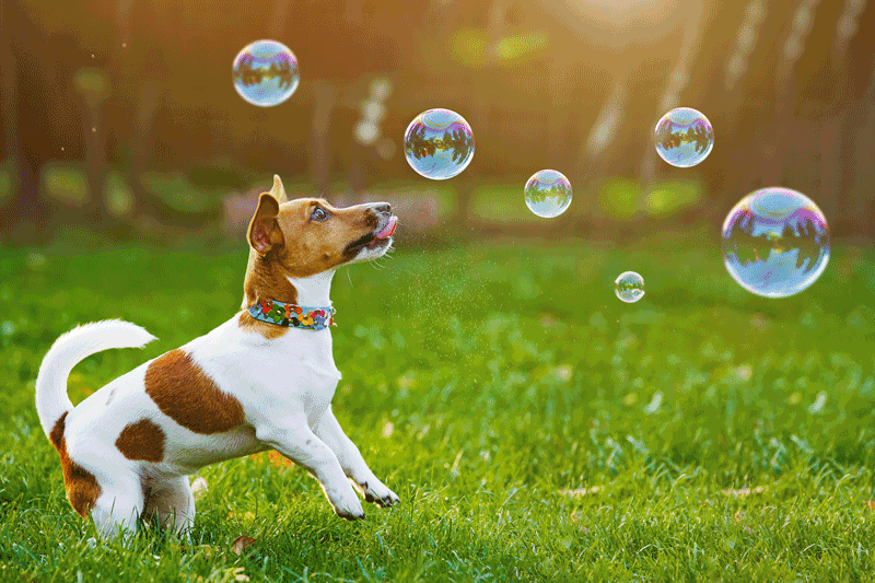 Small brown and white dog playing with bubbles in grass Better K9 Pet Resort 